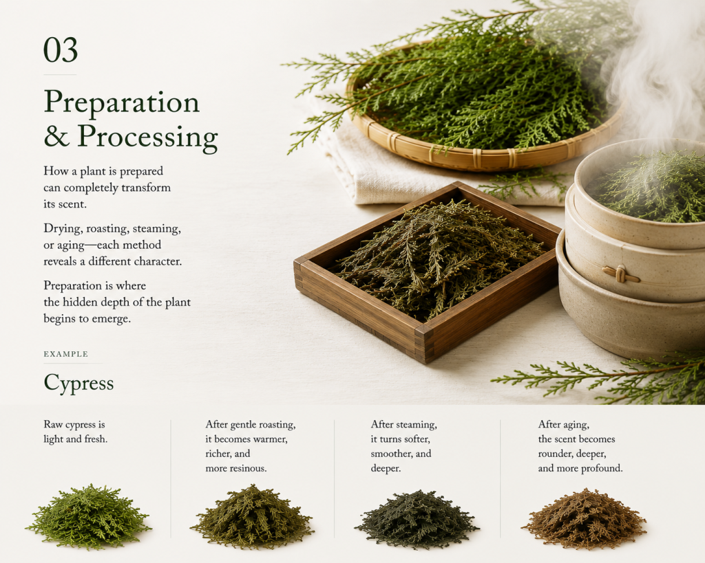 Four stages of cypress preparation — raw branches, drying, steaming, and pressed wood — illustrating how processing reveals different sides of a plant's aroma.