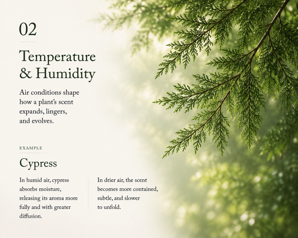 Cypress foliage in soft mist and humid light, illustrating how temperature and humidity shape the way a plant's scent expands and evolves.
