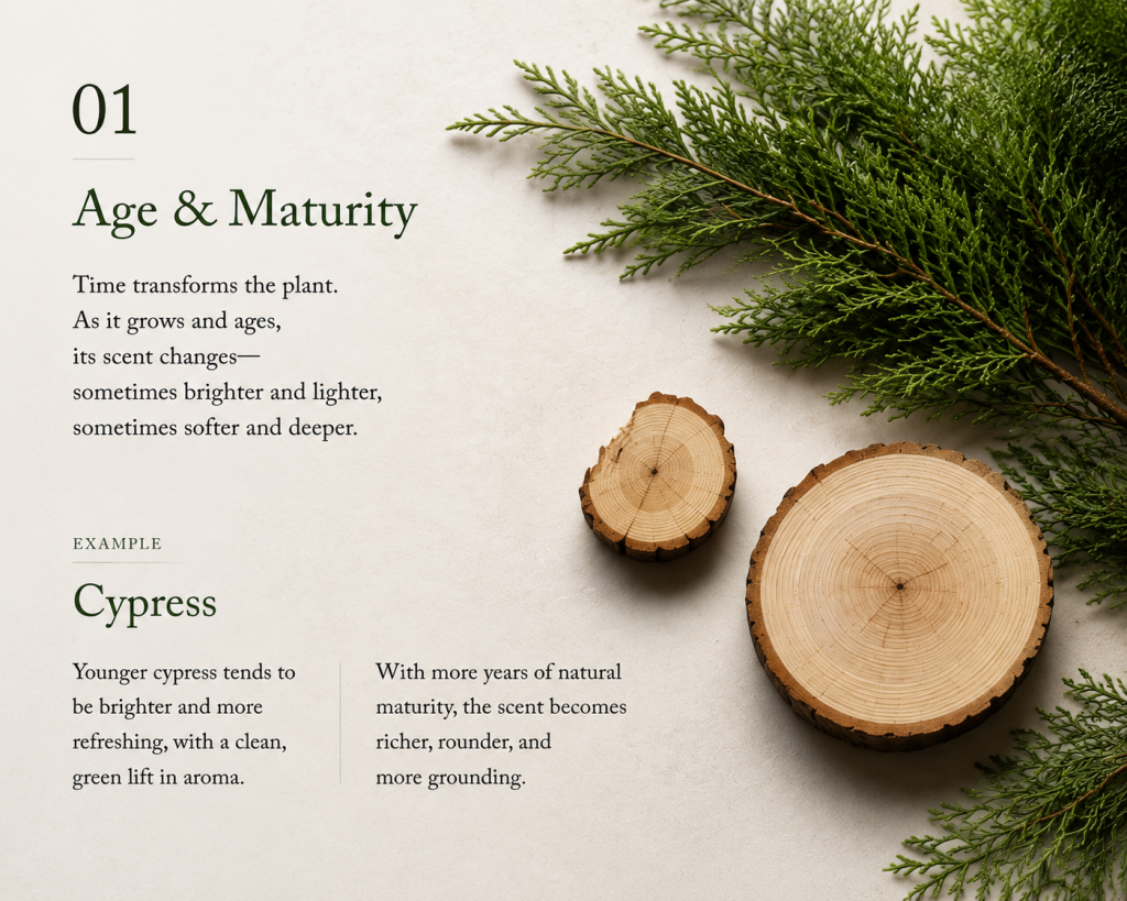 Aged cypress branches and freshly cut wood cross-sections, illustrating how a plant's age and maturity shape its aroma.