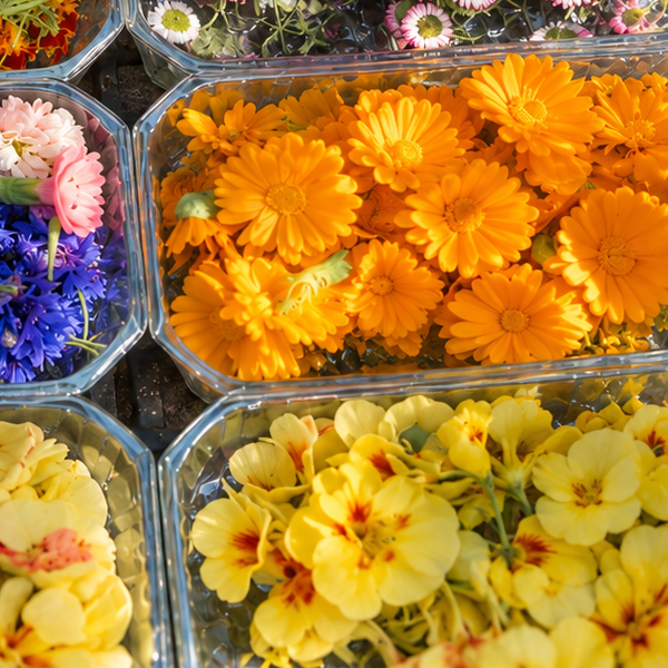 Clear trays of orange calendula and yellow nasturtium flowers seen from above