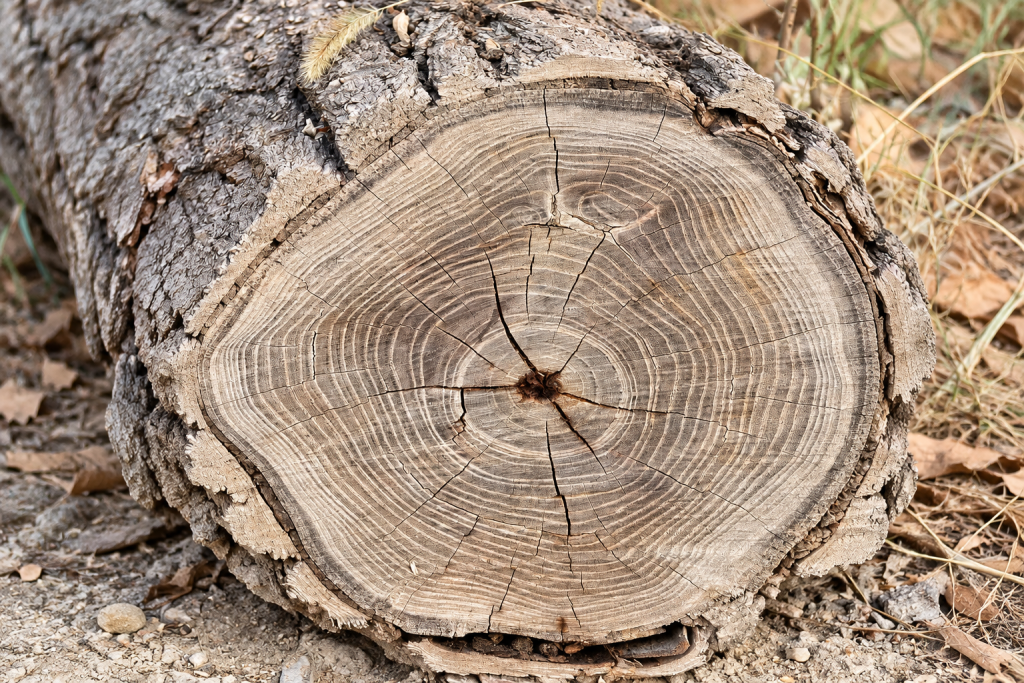 Cross-section of an old tree trunk showing dense growth rings